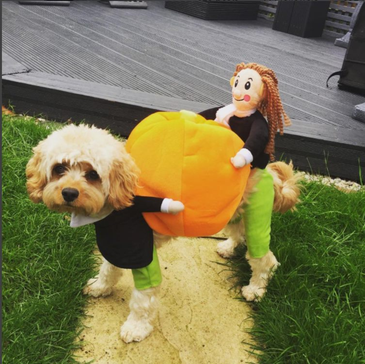 【Buy Two Free Shipping】Dog & Cat Pumpkin Christmas Costume