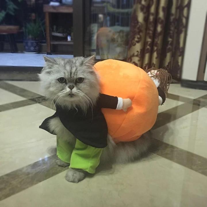 【Buy Two Free Shipping】Dog & Cat Pumpkin Christmas Costume