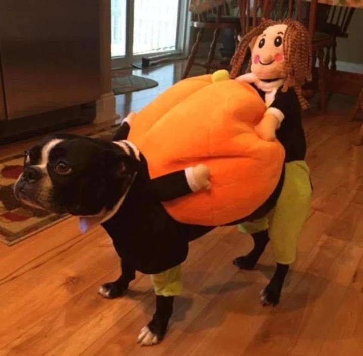 【Buy Two Free Shipping】Dog & Cat Pumpkin Christmas Costume